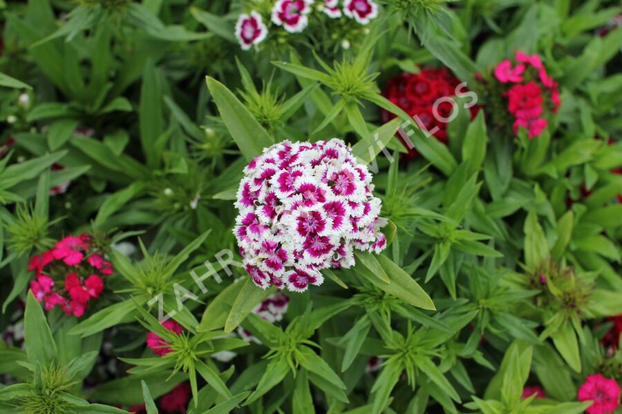 Hvozdík vousatý 'Barbarini Formula Mix' - Dianthus barbatus 'Barbarini Formula Mix'