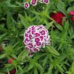 Hvozdík vousatý 'Barbarini Formula Mix' - Dianthus barbatus 'Barbarini Formula Mix'