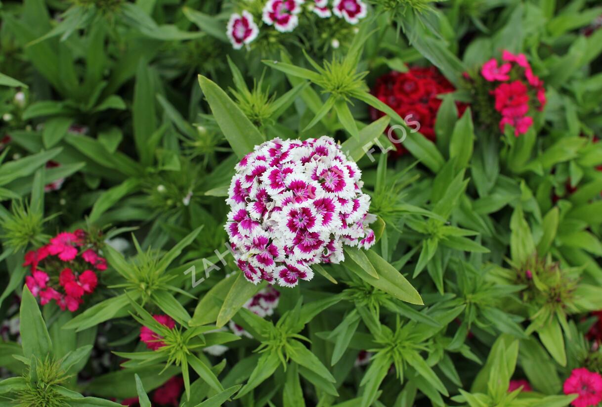Hvozdík vousatý 'Barbarini Formula Mix' - Dianthus barbatus 'Barbarini Formula Mix'
