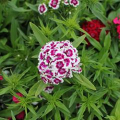 Hvozdík vousatý 'Barbarini Formula Mix' - Dianthus barbatus 'Barbarini Formula Mix'