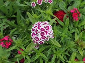 Hvozdík vousatý 'Barbarini Formula Mix' - Dianthus barbatus 'Barbarini Formula Mix'