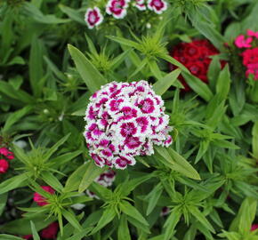 Hvozdík vousatý 'Barbarini Formula Mix' - Dianthus barbatus 'Barbarini Formula Mix'