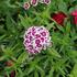 Dianthus barbatus 'Barbarini Formula Mix'.JPG