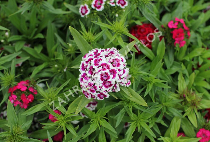 Hvozdík vousatý 'Barbarini Formula Mix' - Dianthus barbatus 'Barbarini Formula Mix'