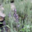 Levandule prostřední 'Dutch' - Lavandula intermedia 'Dutch'