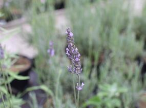 Levandule prostřední 'Dutch' - Lavandula intermedia 'Dutch'