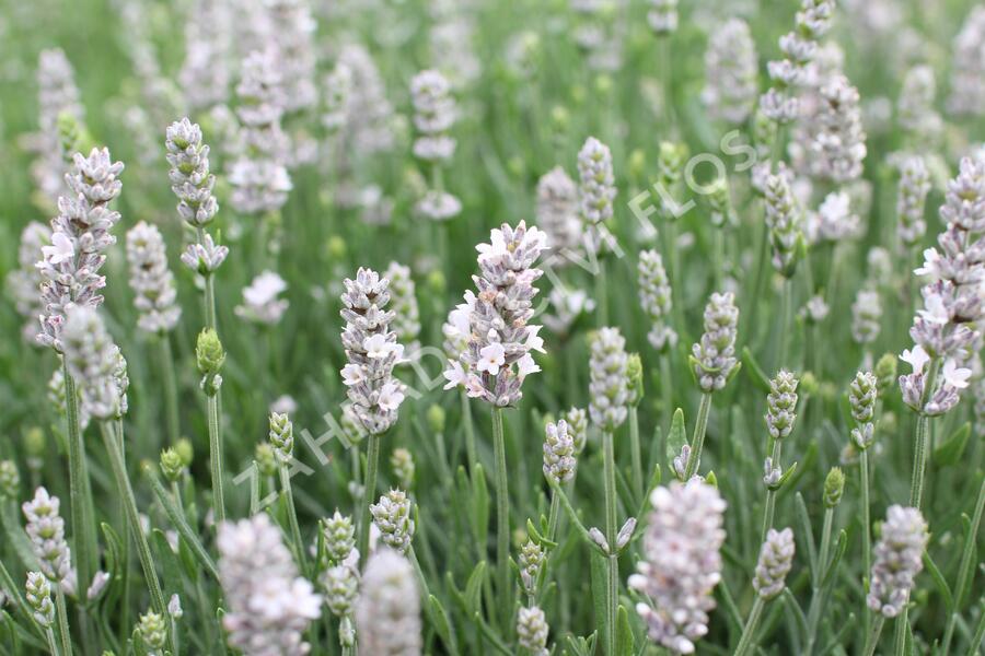 Levandule úzkolistá 'Not Normal Compact Pure White' - Lavandula angustifolia 'Not Normal Compact Pure White'