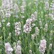 Levandule úzkolistá 'Not Normal Compact Pure White' - Lavandula angustifolia 'Not Normal Compact Pure White'