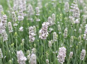 Levandule úzkolistá 'Not Normal Compact Pure White' - Lavandula angustifolia 'Not Normal Compact Pure White'