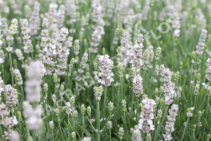 Levandule úzkolistá 'Not Normal Compact Pure White' - Lavandula angustifolia 'Not Normal Compact Pure White'