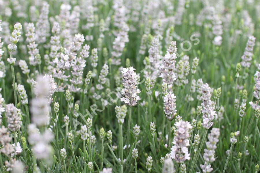 Levandule úzkolistá 'Not Normal Compact Pure White' - Lavandula angustifolia 'Not Normal Compact Pure White'