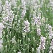 Levandule úzkolistá 'Not Normal Compact Pure White' - Lavandula angustifolia 'Not Normal Compact Pure White'