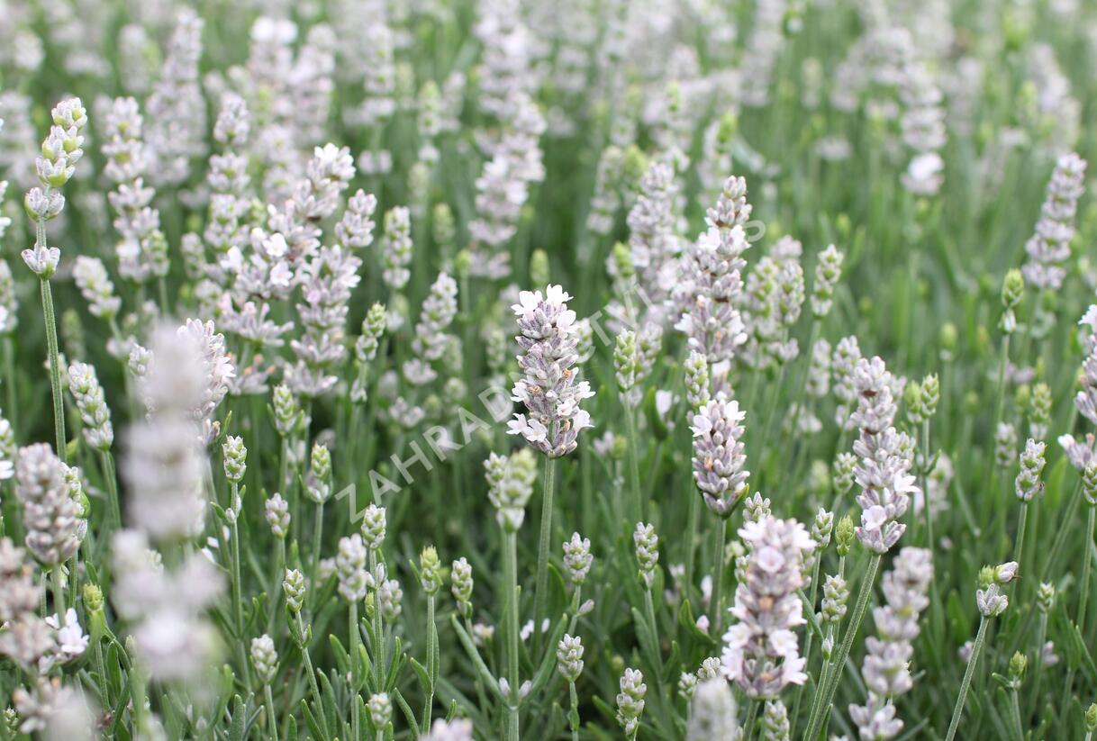 Levandule úzkolistá 'Not Normal Compact Pure White' - Lavandula angustifolia 'Not Normal Compact Pure White'