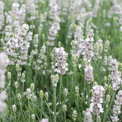 Levandule úzkolistá 'Not Normal Compact Pure White' - Lavandula angustifolia 'Not Normal Compact Pure White'