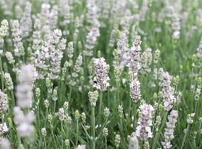 Levandule úzkolistá 'Not Normal Compact Pure White' - Lavandula angustifolia 'Not Normal Compact Pure White'