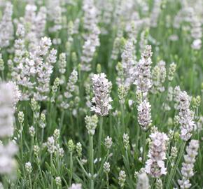 Levandule úzkolistá 'Not Normal Compact Pure White' - Lavandula angustifolia 'Not Normal Compact Pure White'
