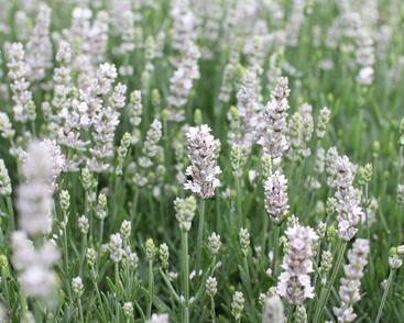 Levandule úzkolistá 'Not Normal Compact Pure White'