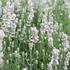 Lavandula angustifolia 'Not Normal Compact Pure White'.JPG
