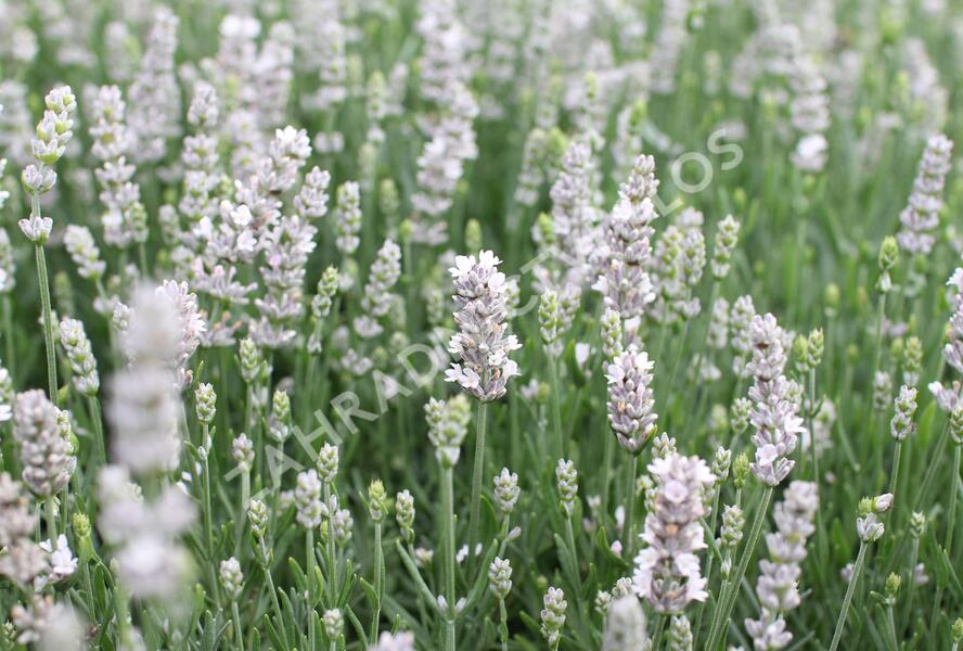 Levandule úzkolistá 'Not Normal Compact Pure White' - Lavandula angustifolia 'Not Normal Compact Pure White'