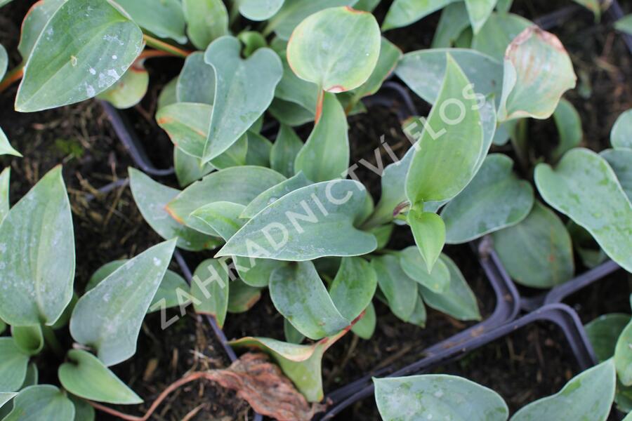 Bohyška 'Red Cadet' - Hosta 'Red Cadet'