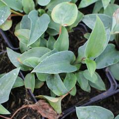 Bohyška 'Red Cadet' - Hosta 'Red Cadet'