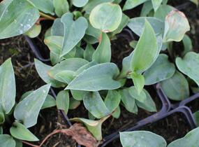 Bohyška 'Red Cadet' - Hosta 'Red Cadet'