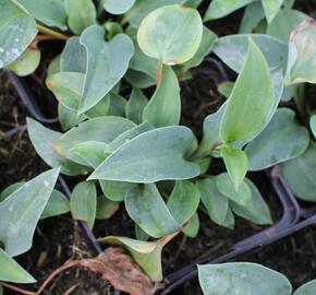 Bohyška 'Red Cadet' - Hosta 'Red Cadet'