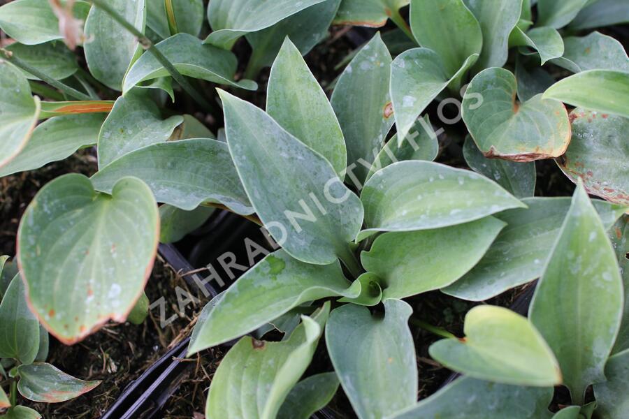 Bohyška 'Red Cadet' - Hosta 'Red Cadet'