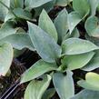 Bohyška 'Red Cadet' - Hosta 'Red Cadet'