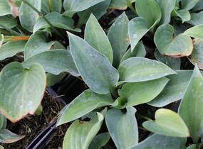Bohyška 'Red Cadet' - Hosta 'Red Cadet'