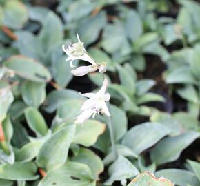 Bohyška 'Red Cadet'