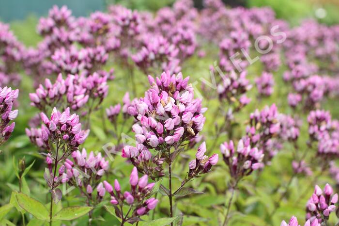 Plamenka latnatá 'Butonik' - Phlox paniculata 'Butonik'