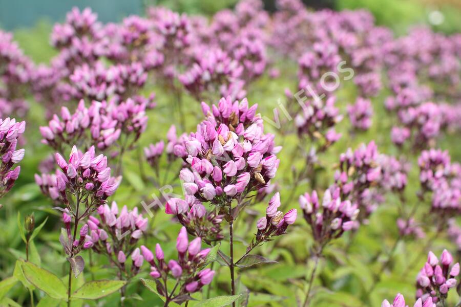 Plamenka latnatá 'Butonik' - Phlox paniculata 'Butonik'