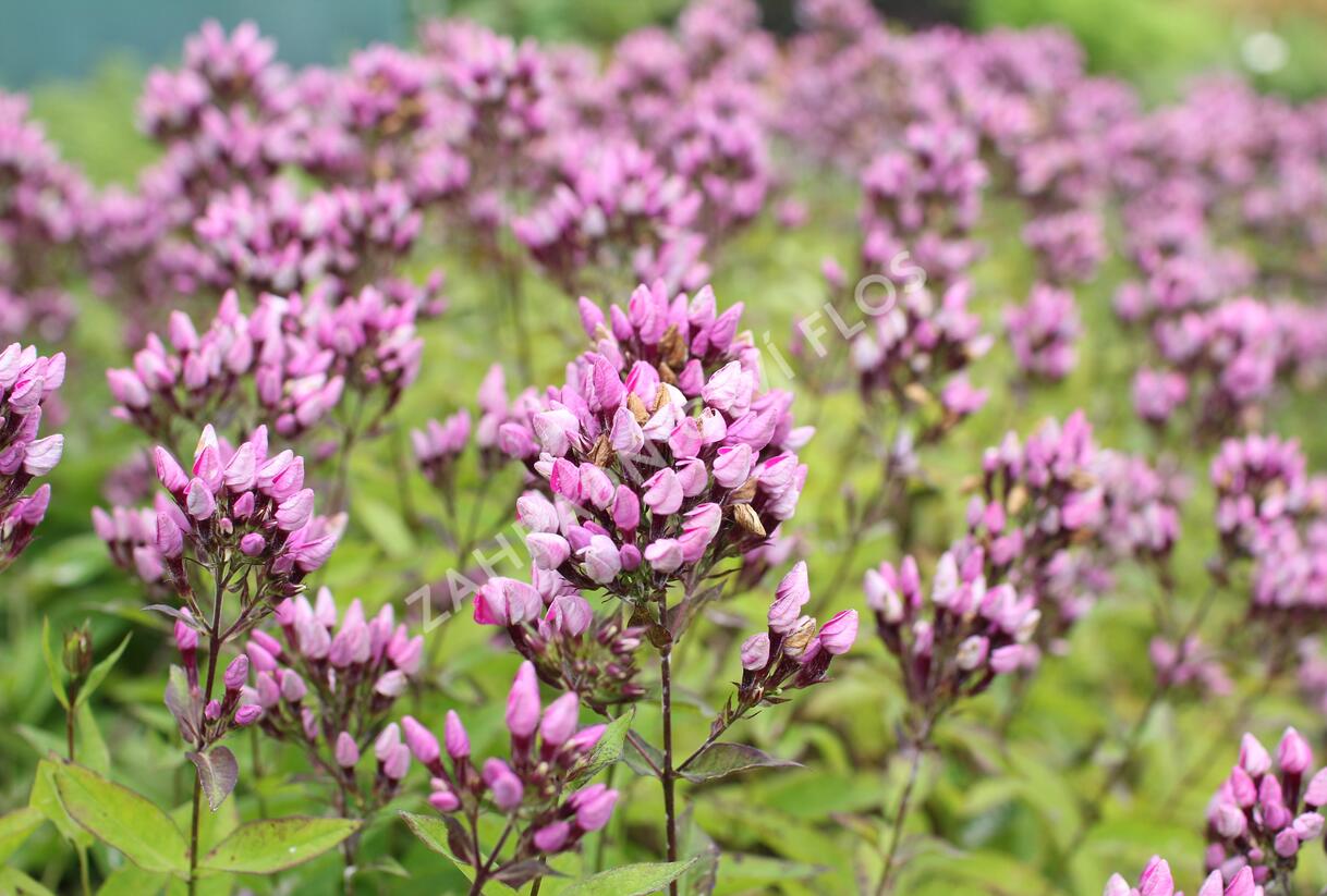 Plamenka latnatá 'Butonik' - Phlox paniculata 'Butonik'