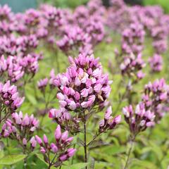 Plamenka latnatá 'Butonik' - Phlox paniculata 'Butonik'