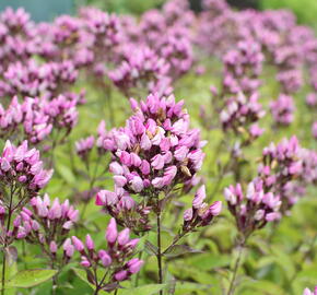 Plamenka latnatá 'Butonik' - Phlox paniculata 'Butonik'