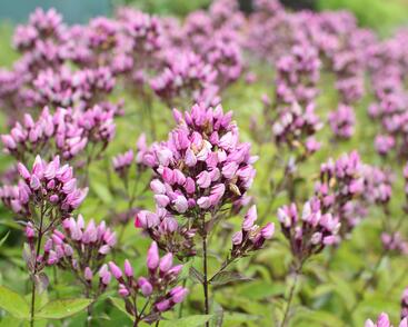 Plamenka latnatá 'Butonik'