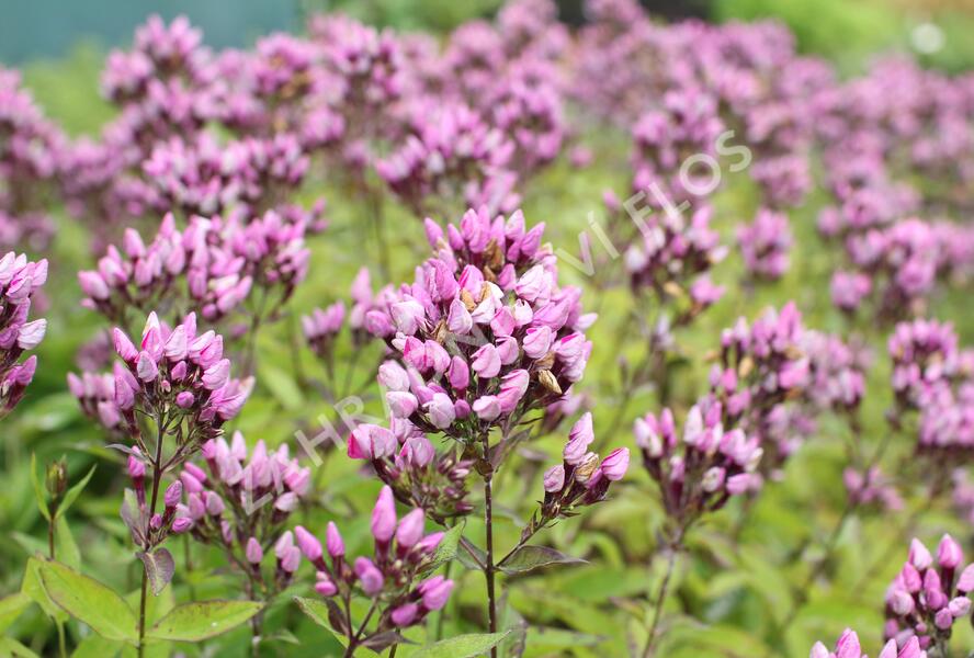 Plamenka latnatá 'Butonik' - Phlox paniculata 'Butonik'