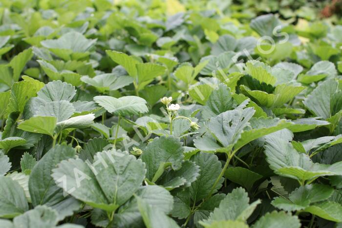 Jahodník velkoplodý 'Mont Blank Red' - Fragaria ananassa 'Mont Blank Red'