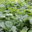 Jahodník velkoplodý 'Mont Blank Red' - Fragaria ananassa 'Mont Blank Red'