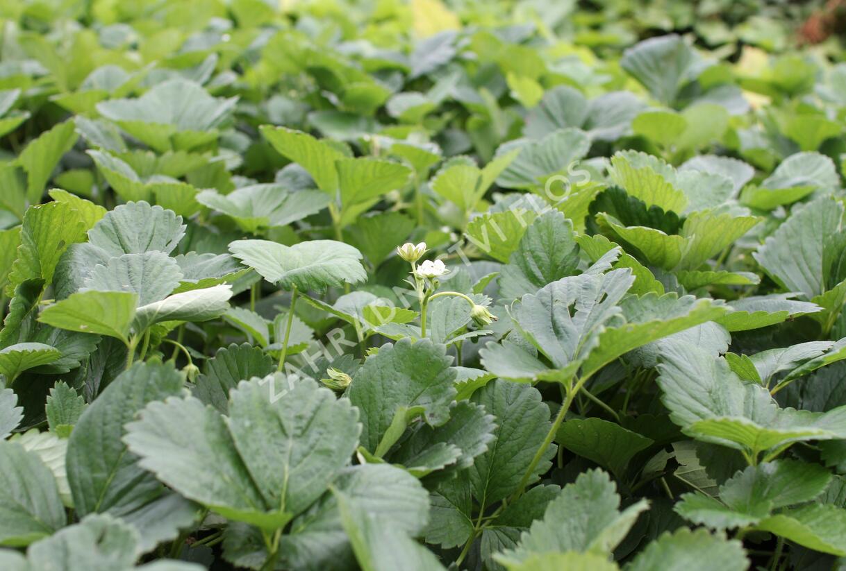 Jahodník stáleplodící 'Mont Blank Red' - Fragaria ananassa 'Mont Blank Red'