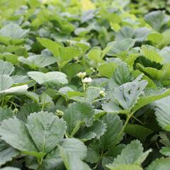 Jahodník velkoplodý 'Mont Blank Red' - Fragaria ananassa 'Mont Blank Red'