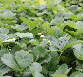 Jahodník velkoplodý 'Mont Blank Red' - Fragaria ananassa 'Mont Blank Red'