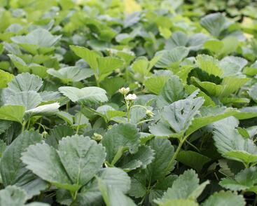 Jahodník stáleplodící 'Mont Blank Red'