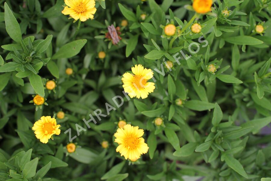 Krásnoočko 'Limoncello Golden' - Coreopsis auriculata 'Limoncello Golden'