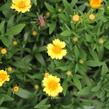 Krásnoočko 'Limoncello Golden' - Coreopsis auriculata 'Limoncello Golden'
