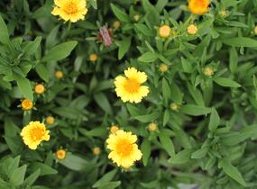 Krásnoočko 'Limoncello Golden' - Coreopsis auriculata 'Limoncello Golden'