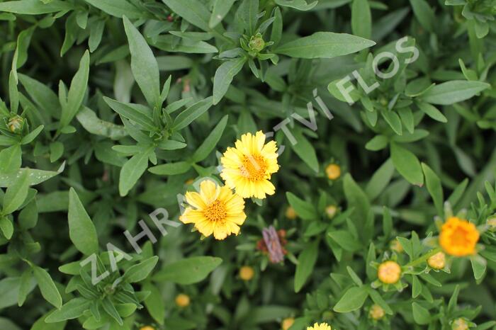 Krásnoočko 'Limoncello Golden' - Coreopsis auriculata 'Limoncello Golden'