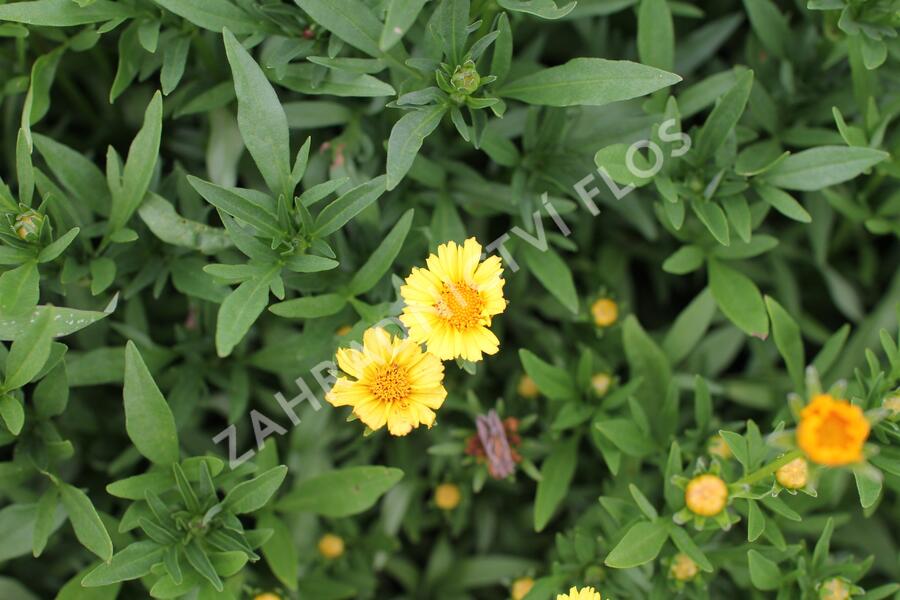 Krásnoočko 'Limoncello Golden' - Coreopsis auriculata 'Limoncello Golden'
