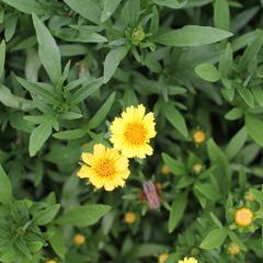 Krásnoočko 'Limoncello Golden' - Coreopsis auriculata 'Limoncello Golden'